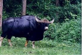 gaur_indian_bison-min