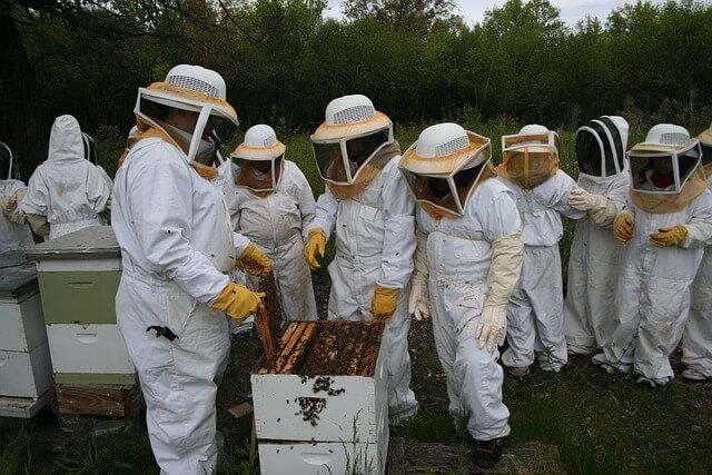 Beekeeping