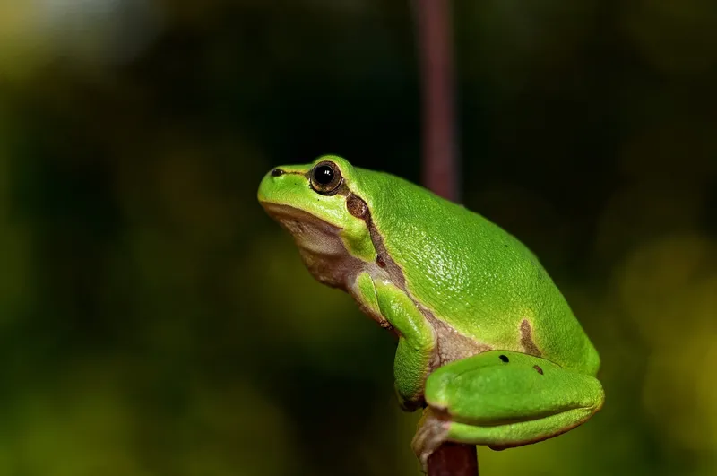 save the frog
