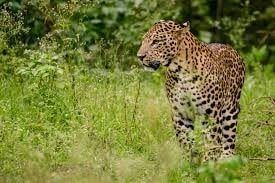 indian_leopard-min