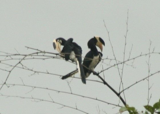 malabar_pied_hornbill-min