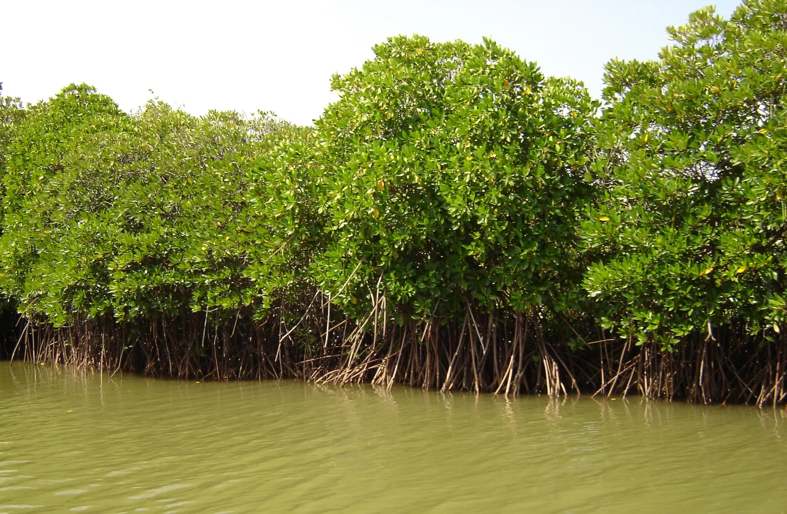 mangrove-4