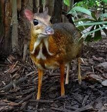 mouse_deer-min