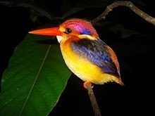oriental_dwarf_kingfisher-min