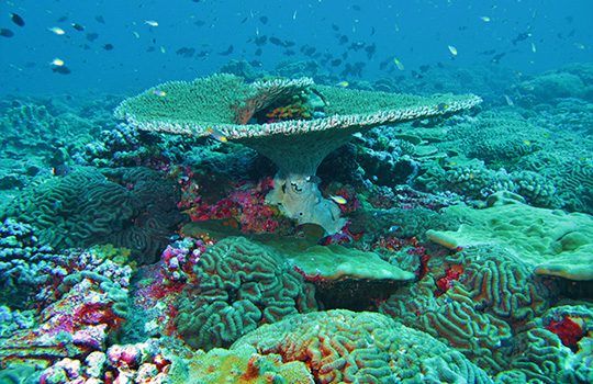 coral.org