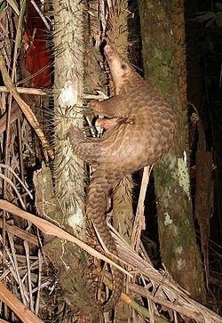 pangolin-min