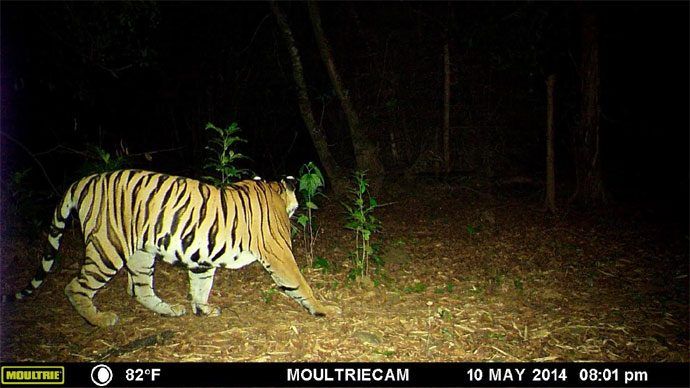 pic-3_081916041746.jpgtiger tillari