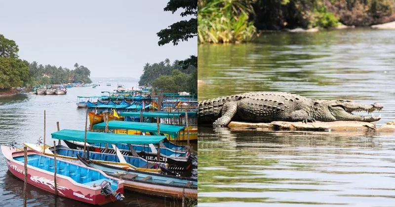 Crocodile