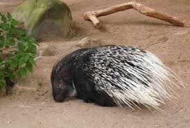 porcupine-min