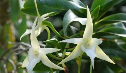 Star Orchid