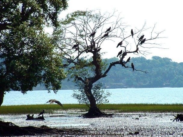 salim_ali_bird_sanctuary-min