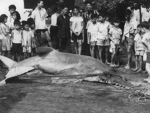 sawfish65640[1]
