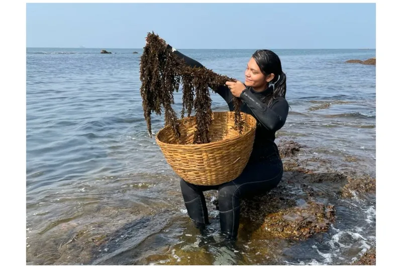 goan-seaweed-farming