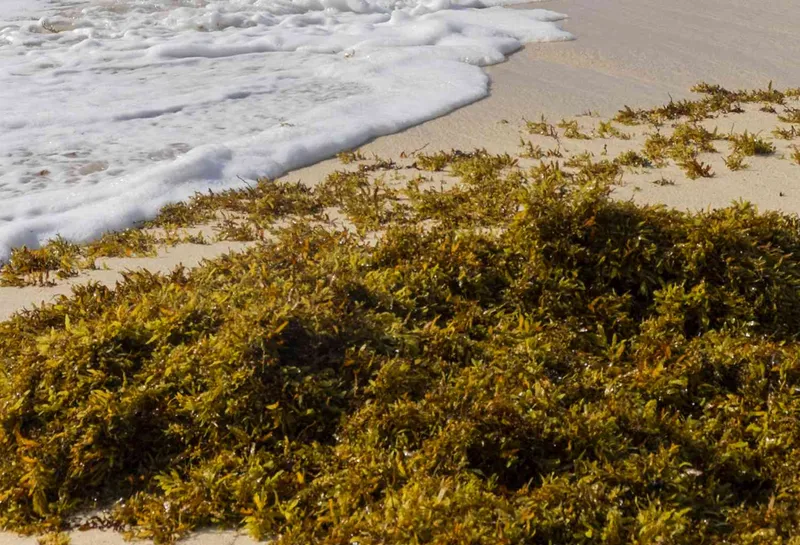 seaweed-project-in-goa