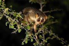 slender_loris-min