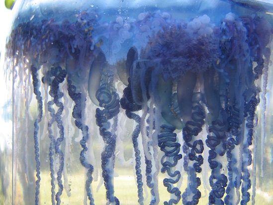 tentacles of portuguese man of war1e7d7d426e90c5700493277f488acd48