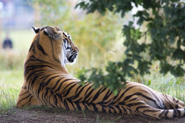 tiger